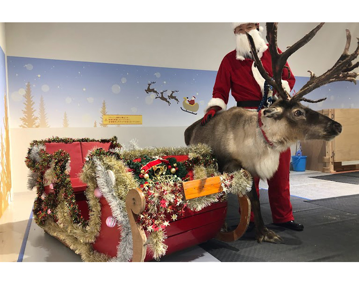 A reindeer has arrived at Fureai Zoo North Safari Sapporo!