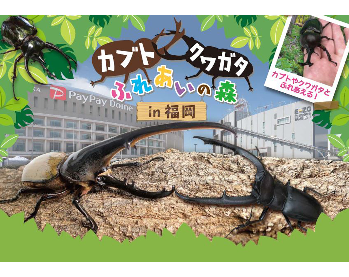 A large collection of beetles and stag beetles next to the Unko Museum! "Kabuto Stag Fureai no Mori in Fukuoka" held