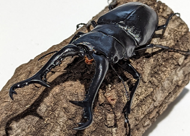カブト・クワガタの森 2025｜BOSS E・ZO FUKUOKA（ボス イーゾ