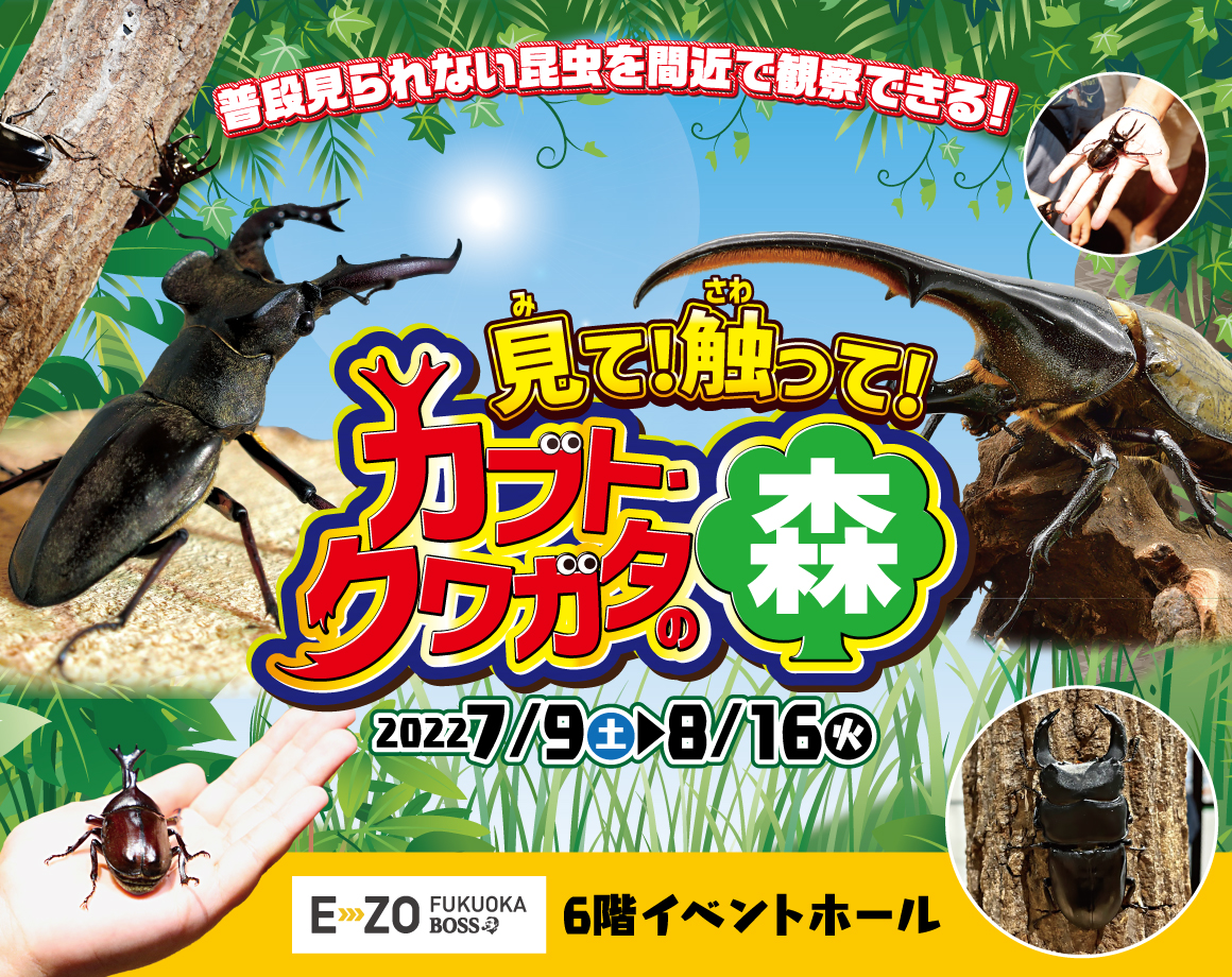 On the 16th, we will sell beetles and stag beetles at the contact corner!