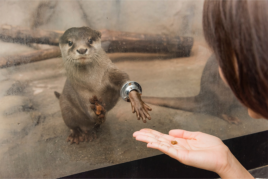 完全自己責任 ふれあい動物園ノースサファリサッポロ Boss E Zo Fukuoka ボス イーゾ フクオカ 公式サイト